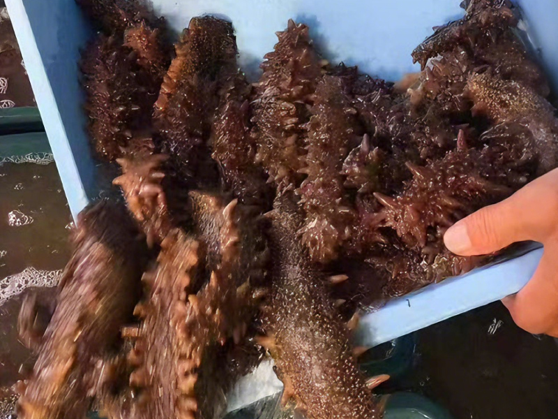 北海道産 干しナマコ（海参）